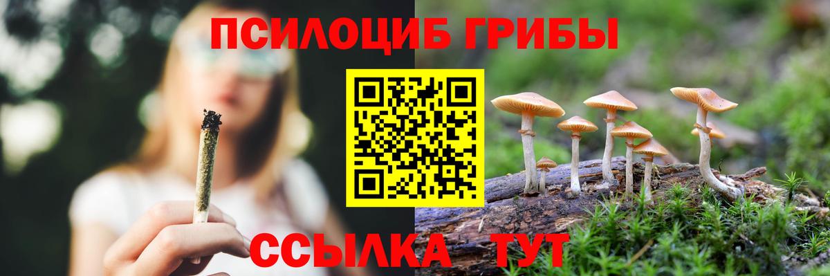 Псилоцибиновые грибы Psilocybe Борисоглебск